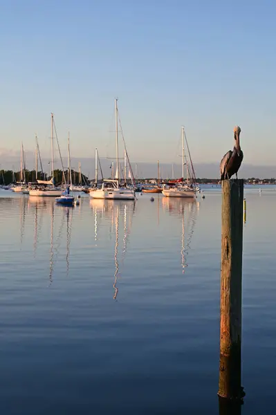 Пеликан на посту с пришвартованными парусниками на заднем плане в Коконут-Гроув, Флорида. — стоковое фото
