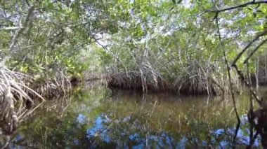 Everglades Ulusal Parkı, Florida 4K 'da dar bir mangrov tünelinde kayak yaparken..