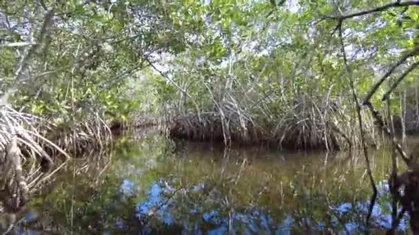 Jízda na kajaku v úzkém mangrovovém tunelu v národním parku Everglades, Florida 4K. — Stock video