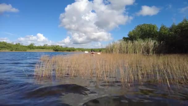 Mujer joven haciendo kayak en Nine Mile Pond en el Parque Nacional Everglades 4K. — Vídeo de stock