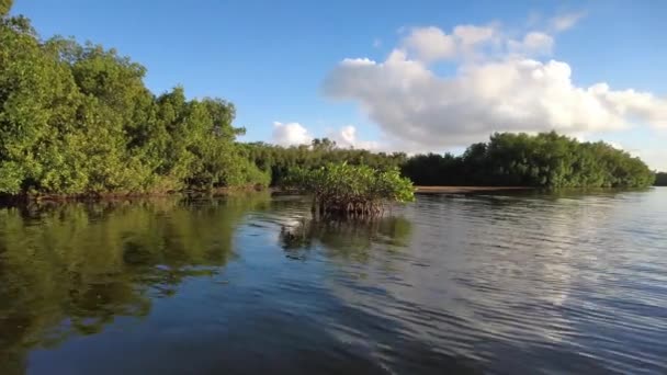 Tarde kayak en Paurotis Pond en Everglades National Park, Florida 4K. — Vídeo de stock