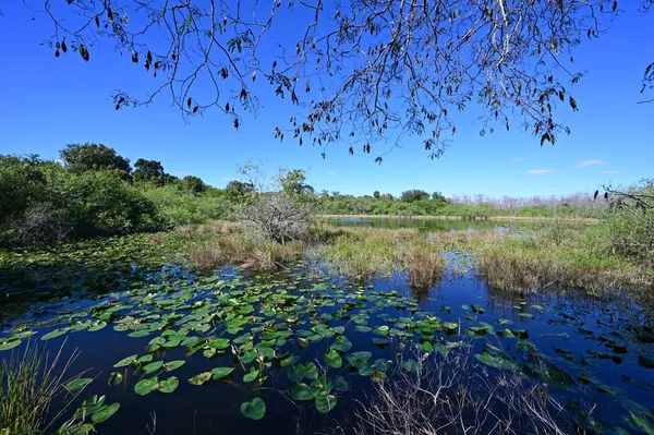 Bulutsuz bir günde Florida, Büyük Kıbrıs Ulusal Koruması 'ndaki havuzda Lily pedleri.