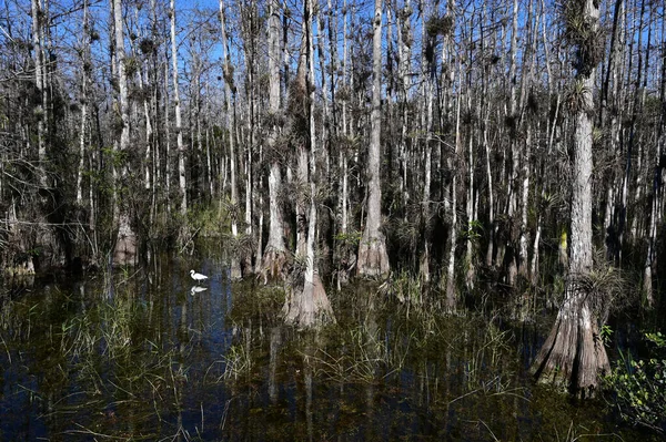 Snowy Egret tra cipressi di Big Cypress National Preserve. — Foto Stock