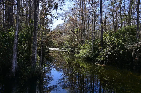Sweetwater Strand i Big Cypress National Preserve, Florida. — Stockfoto