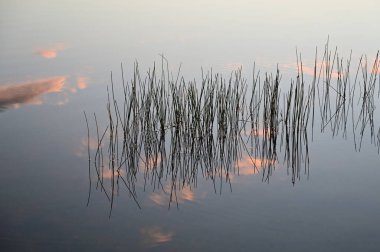 Florida Everglades Ulusal Parkı 'nda güneş doğarken sazlıklar ve bulutlar yansıyor..