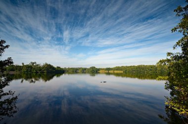 Florida, Everglades Ulusal Parkı 'ndaki Paurotis Gölü' nde Timsah.