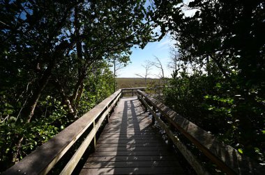 Florida, Everglades Ulusal Parkı 'ndaki Pa Hay Okee' de tahta kaldırım..