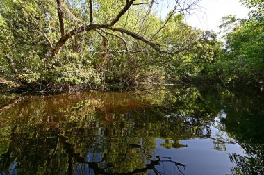 Turner Nehri Büyük Kıbrıs Ulusal Koruma Alanı, Florida.