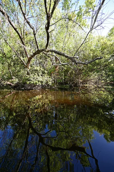 Turner River im Big Cypress National Preserve, Florida. — Stockfoto