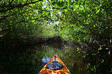 Kayaking mangrove tunnels of Turner River in Big Cypress National Preserve. clipart