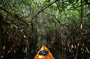 Turner Nehri 'nin Kano Mangrov tünelleri Büyük Cypress Ulusal Koruma Alanında.