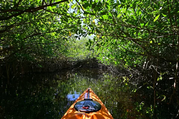 Turner Nehri 'nin Kano Mangrov tünelleri Büyük Cypress Ulusal Koruma Alanında. — Stok fotoğraf