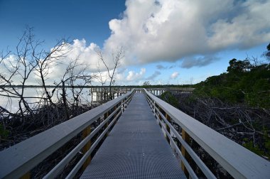 Everglades Ulusal Parkı, Florida 'daki West Lake' e giden tahta yol..