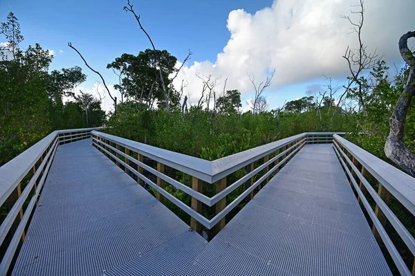 Promenade à West Lake dans Everglades National Park, Floride. — Photo