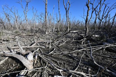 Mangrove Ormanı 2017 'de Everglades' te Irma Kasırgası tarafından harap edildi..