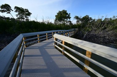 Everglades Ulusal Parkı, Florida 'daki West Lake' e giden tahta yol..