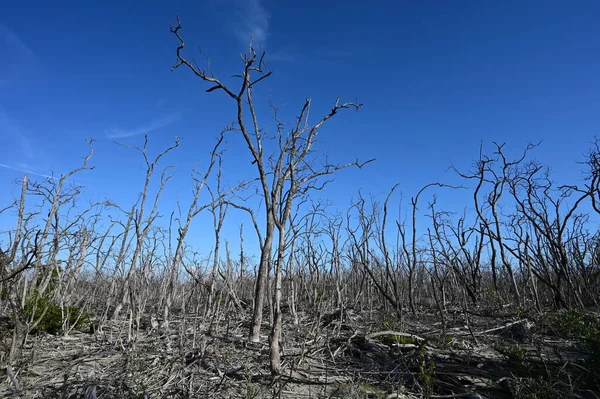 Mangrovový les zdevastovaný hurikánem Irma v roce 2017 v Everglades. — Stock fotografie