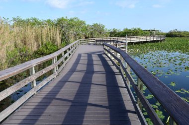 Everglades Ulusal Parkı, Florida 'da Anhinga Yolu ve sahil yolu..