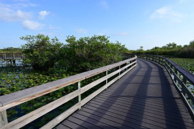 Everglades Ulusal Parkı, Florida 'da Anhinga Yolu ve sahil yolu..