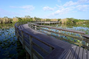Everglades Ulusal Parkı, Florida 'da Anhinga Yolu ve sahil yolu..