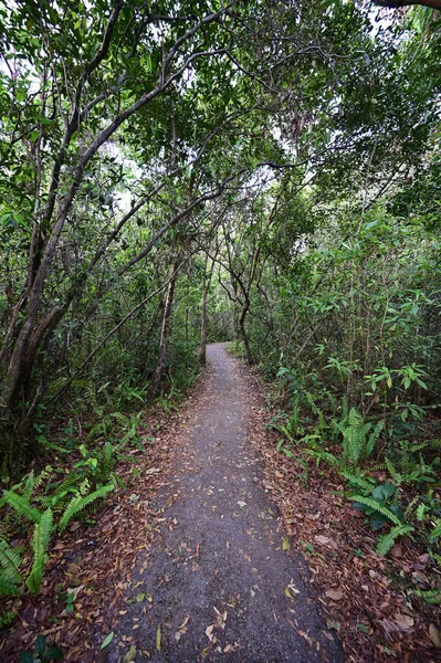 Gumbo Limbo Trail dans le parc national des Everglades, Floride. — Photo