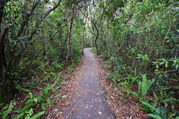 Gumbo Limbo Trail dans le parc national des Everglades, Floride. — Photo