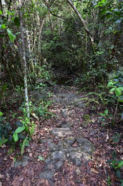 Gumbo Limbo Patikası Everglades Ulusal Parkı, Florida.