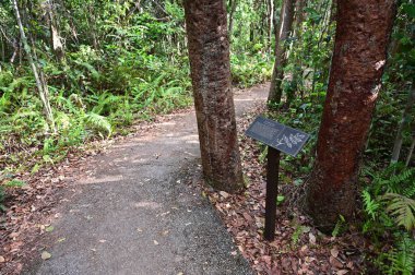 Gumbo Limbo Patikası Everglades Ulusal Parkı, Florida.