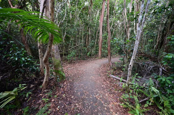 Gumbo Limbo Trail dans le parc national des Everglades, Floride. — Photo