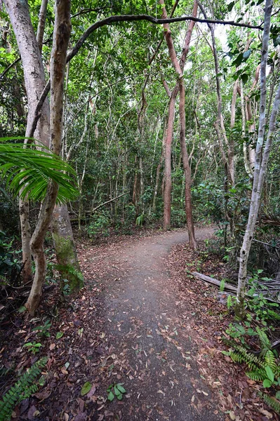 Gumbo Limbo Trail dans le parc national des Everglades, Floride. — Photo