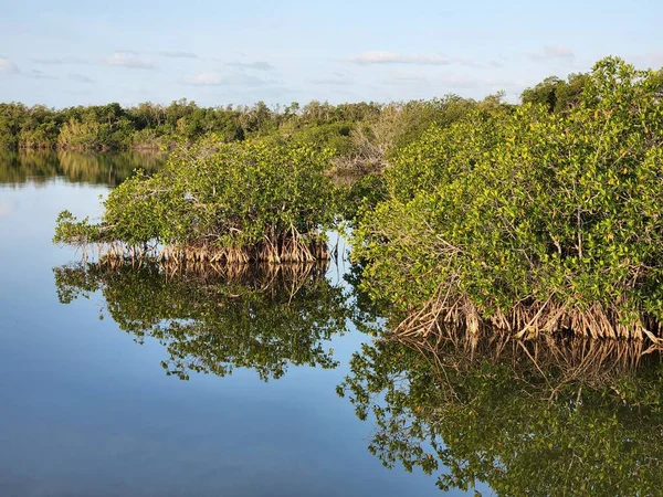 Red mangroves on shore of West Lake in Everglades National Park, Florida. — стоковое фото