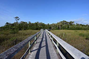 Everglades Ulusal Parkı, Florida 'da Mahogany Hamağı tahta kaldırımı.
