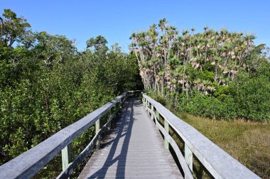 Everglades Ulusal Parkı, Florida 'da Mahogany Hamağı tahta kaldırımı.