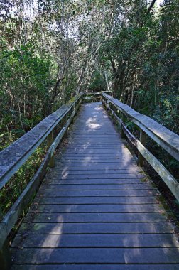 Everglades Ulusal Parkı, Florida 'da Mahogany Hamağı tahta kaldırımı.