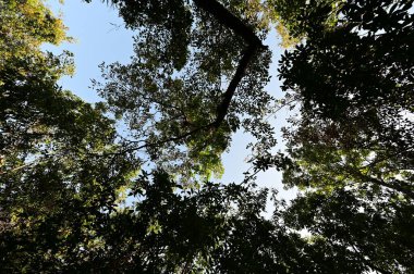 Everglades Ulusal Parkı 'ndaki Mahogany Hamağı tahta yolu üzerindeki tepe örtüsü..