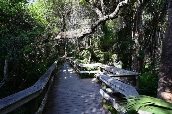 Everglades Ulusal Parkı, Florida 'da Mahogany Hamağı tahta kaldırımı.