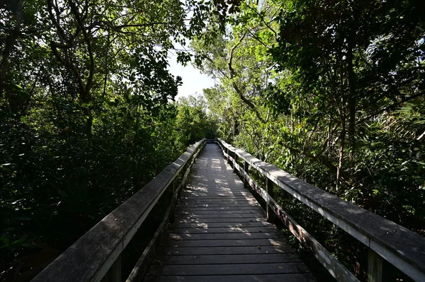 Mahogany Hammock boardwalk in Everglades National Park, Florida. — 스톡 사진