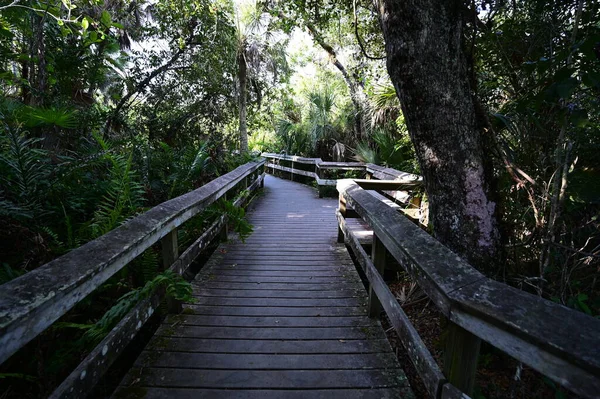 Everglades Ulusal Parkı, Florida 'da Mahogany Hamağı tahta kaldırımı.