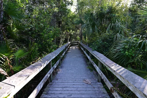 Everglades Ulusal Parkı, Florida 'da Mahogany Hamağı tahta kaldırımı.