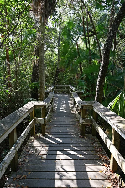 Everglades Ulusal Parkı, Florida 'da Mahogany Hamağı tahta kaldırımı.