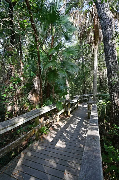 Everglades Ulusal Parkı, Florida 'da Mahogany Hamağı tahta kaldırımı.