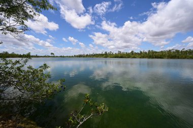 Everglades Ulusal Parkı 'ndaki Pine Glades Gölü, Florida.