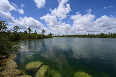 Everglades Ulusal Parkı 'ndaki Pine Glades Gölü, Florida.