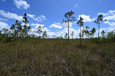 Everglades Ulusal Parkı 'nda çimen ve çam ağaçlarının karışımı..
