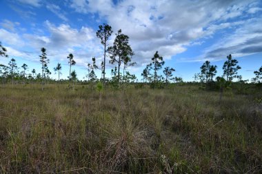 Everglades Ulusal Parkı 'nda çimen ve çam ağaçlarının karışımı..