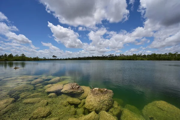 Pine Glades Lake v národním parku Everglades, Florida. — Stock fotografie