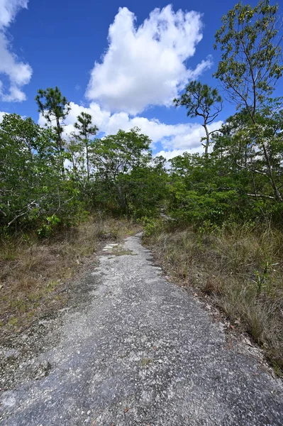 Long Pine Key Trail dans le parc national des Everglades, Floride. — Photo