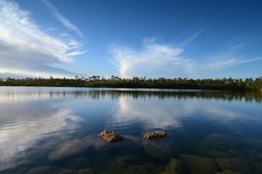 Everglades Ulusal Parkı 'ndaki Pine Glades Gölü, Florida.
