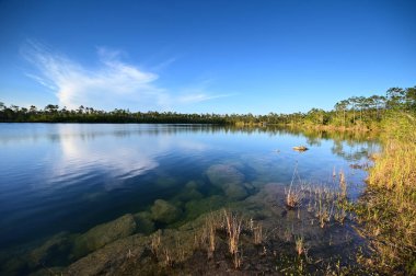 Everglades Ulusal Parkı 'ndaki Pine Glades Gölü, Florida.