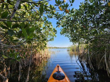 Florida, Everglades Ulusal Parkı 'ndaki Nine Mile Pond' da turuncu kanonun önünde güneşli bir nisan öğleden sonra..